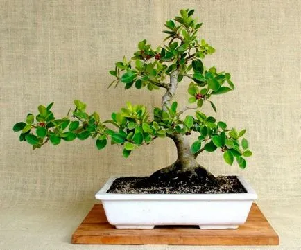 Ficus de îngrijire la domiciliu panda, bonsai