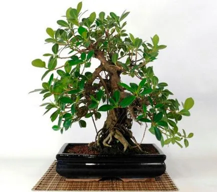 Ficus panda otthoni gondozást, bonsai