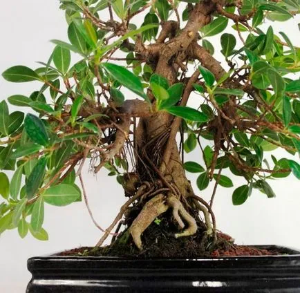 Ficus panda otthoni gondozást, bonsai