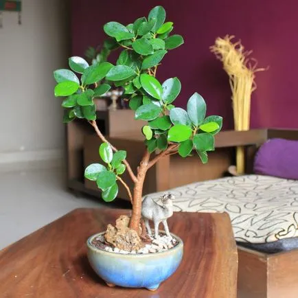 Ficus panda otthoni gondozást, bonsai