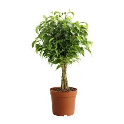 Ficus microcarpa növekvő otthon