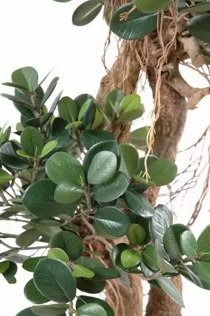 Ficus panda