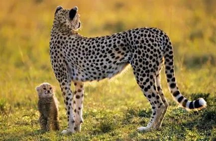 Cheetah между котка и куче