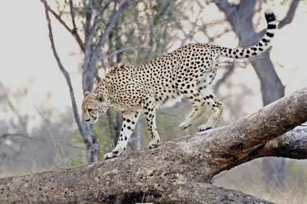 Cheetah între o pisică și un câine