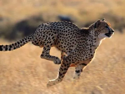 Cheetah între o pisică și un câine