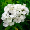 Szegfű (Dianthus)