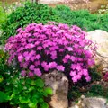 Szegfű (Dianthus)