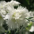 Szegfű (Dianthus)