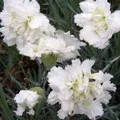 Szegfű (Dianthus)