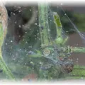 Правилно поливане на краставиците в оранжерията, колкото е необходимо на водата и колко често