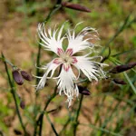 Szegfű (Dianthus)