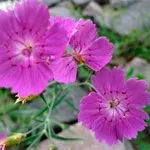 Szegfű (Dianthus)