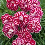 Szegfű (Dianthus)