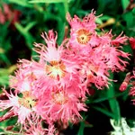 Szegfű (Dianthus)