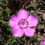 Szegfű (Dianthus)