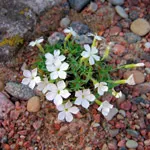 Szegfű (Dianthus)