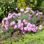 Szegfű (Dianthus)