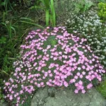 Szegfű (Dianthus)