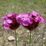 Szegfű (Dianthus)