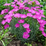 Szegfű (Dianthus)