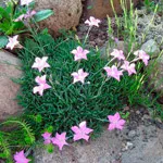 Szegfű (Dianthus)