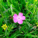 Szegfű (Dianthus)