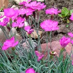 Szegfű (Dianthus)