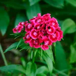 Szegfű (Dianthus)