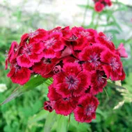 Szegfű (Dianthus)