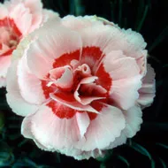 Szegfű (Dianthus)