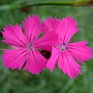 Szegfű (Dianthus)