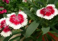 Карамфил (Dianthus) популярните форми на отглеждане, методи на отглеждане