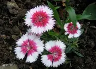 Карамфил (Dianthus) популярните форми на отглеждане, методи на отглеждане