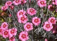 Карамфил (Dianthus) популярните форми на отглеждане, методи на отглеждане