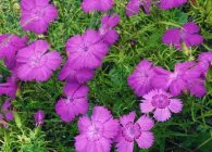 Карамфил (Dianthus) популярните форми на отглеждане, методи на отглеждане