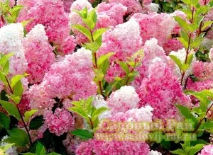 Hydrangea - specii și varietăți