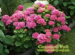 Hydrangea - specii și varietăți