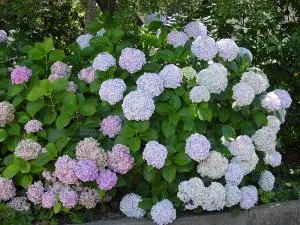 specii de hortensie, soiuri, fotografii