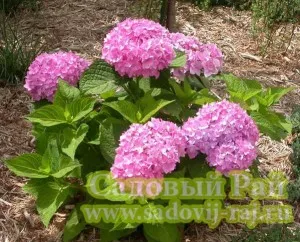 Hydrangea - specii și varietăți