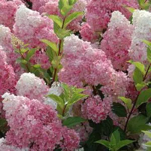 specii de hortensie, soiuri, fotografii