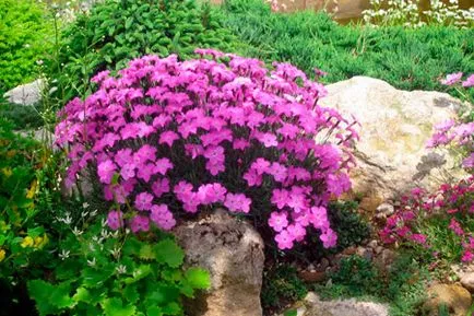 Szegfű (Dianthus)