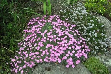 Szegfű (Dianthus)