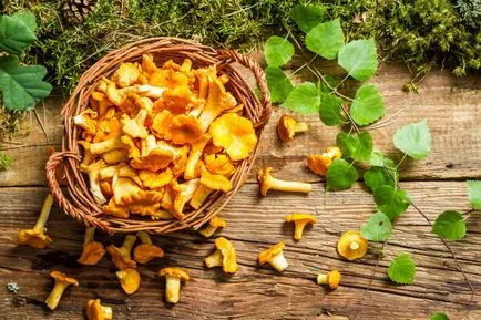 Chanterelles cum să gătească