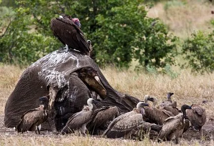 Vulturii, enciclopedie animale