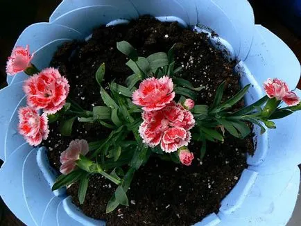 Карамфил (Dianthus) популярните форми на отглеждане, методи на отглеждане