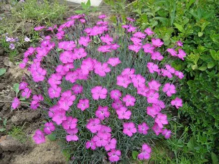 Карамфил (Dianthus) популярните форми на отглеждане, методи на отглеждане