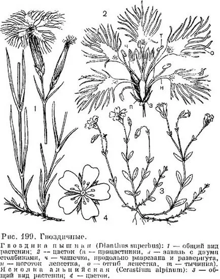 Карамфил (Dianthus) популярните форми на отглеждане, методи на отглеждане