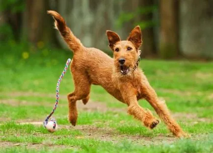 Irish Terrier - o descriere a rasei