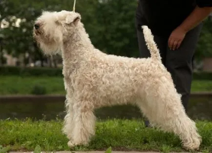 Irish Terrier - o descriere a rasei