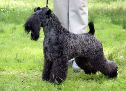 Irish Terrier - o descriere a rasei